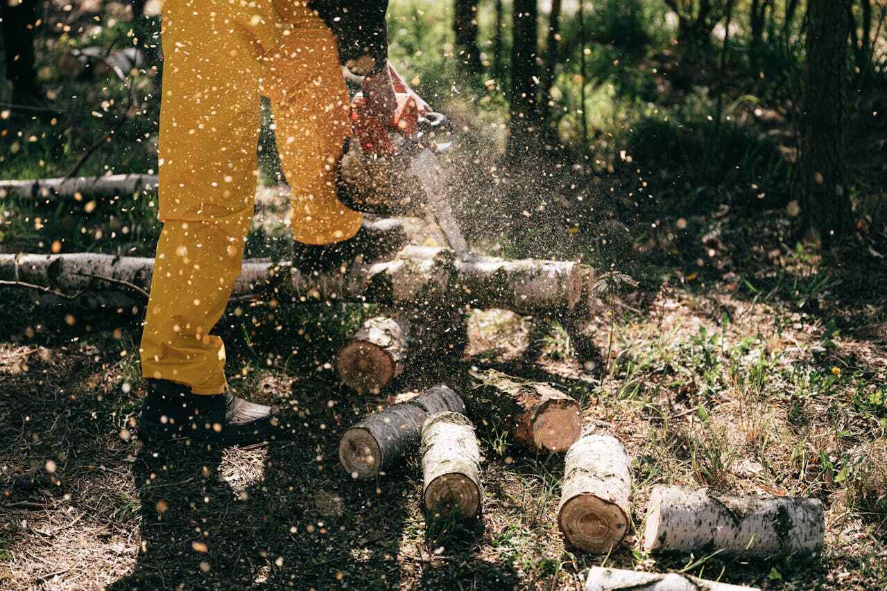 The Steps Involved in Our Tree Care Process in Blowing Rock, NC